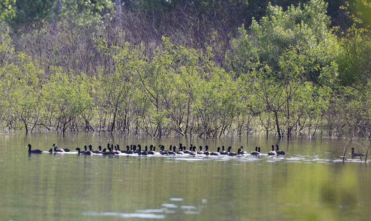 American Coot - ML616574855