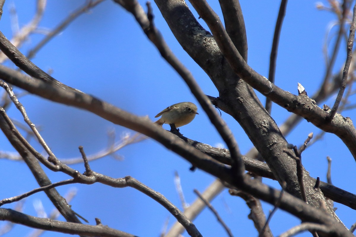 Ruby-crowned Kinglet - Daniel  Bellich