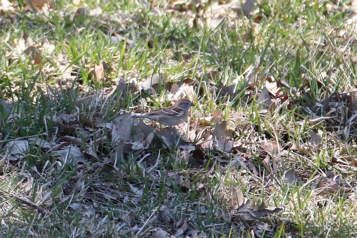 Field Sparrow - Daniel  Bellich