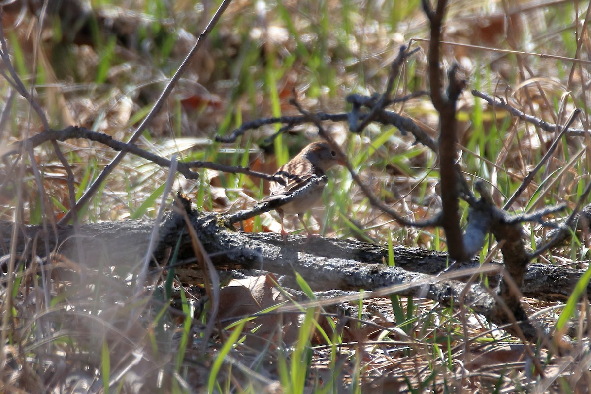 Field Sparrow - Daniel  Bellich