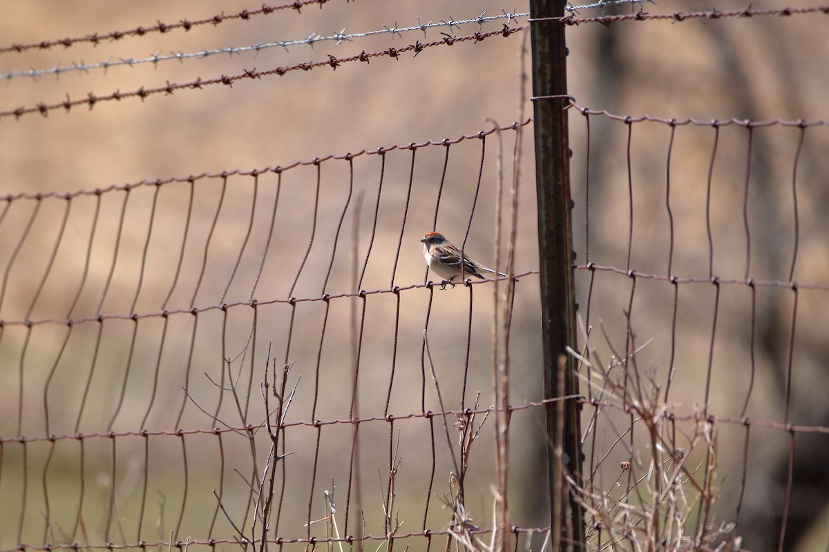 American Tree Sparrow - ML616574899