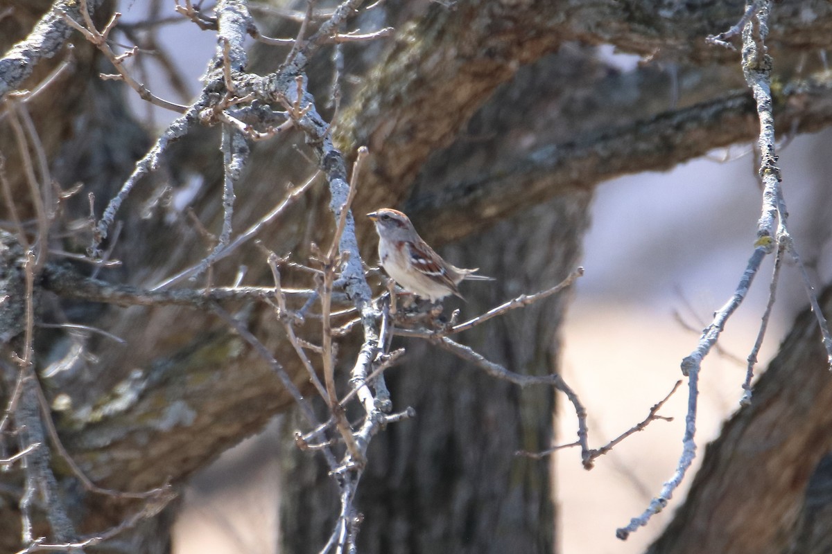 American Tree Sparrow - Daniel  Bellich