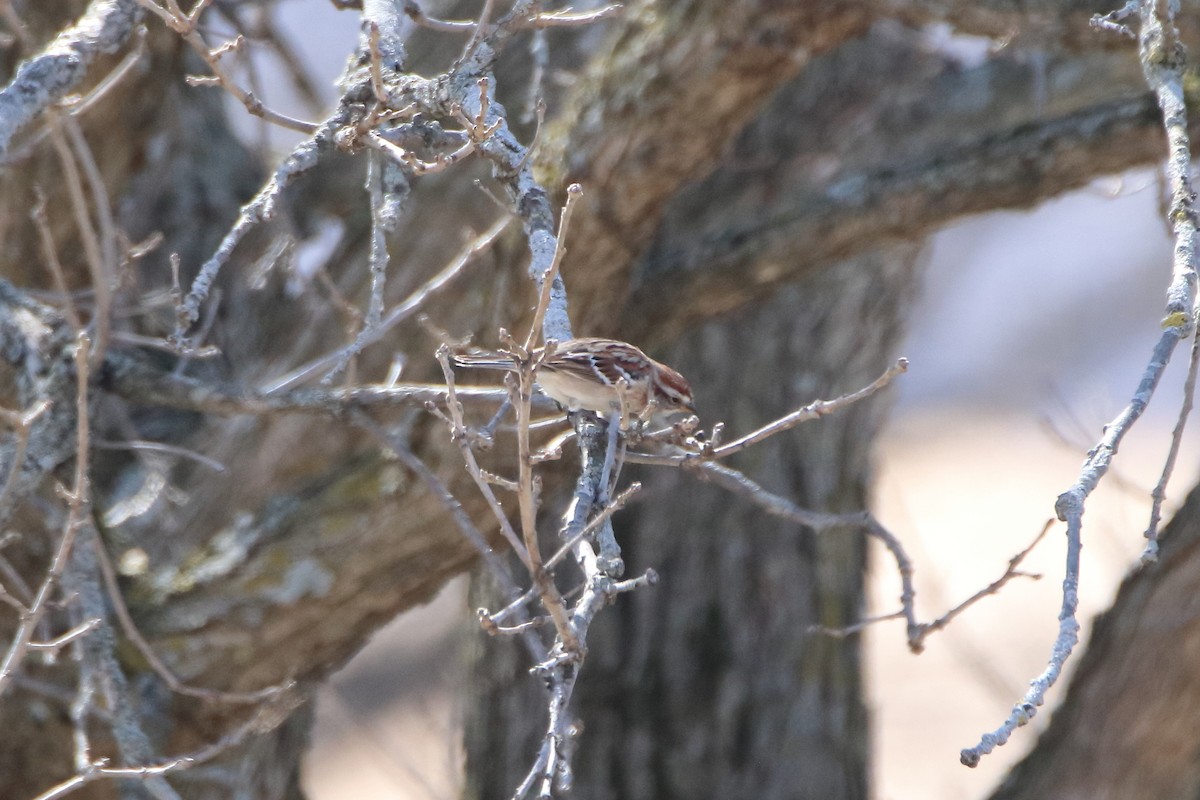 American Tree Sparrow - Daniel  Bellich