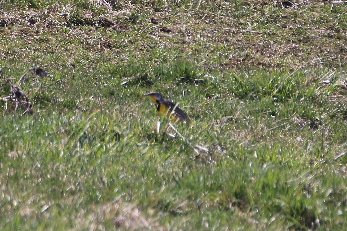 Eastern Meadowlark (Eastern) - Daniel  Bellich