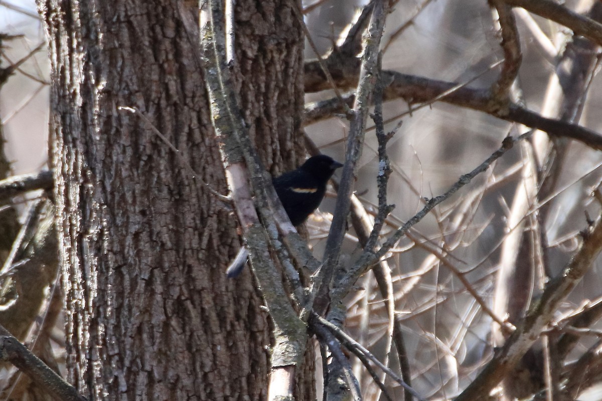 Red-winged Blackbird (Red-winged) - Daniel  Bellich