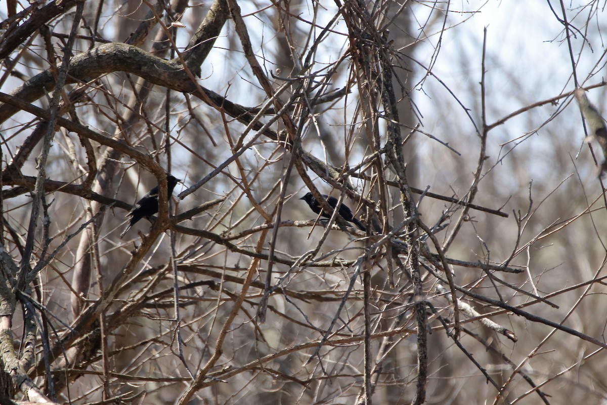 Red-winged Blackbird (Red-winged) - ML616574934