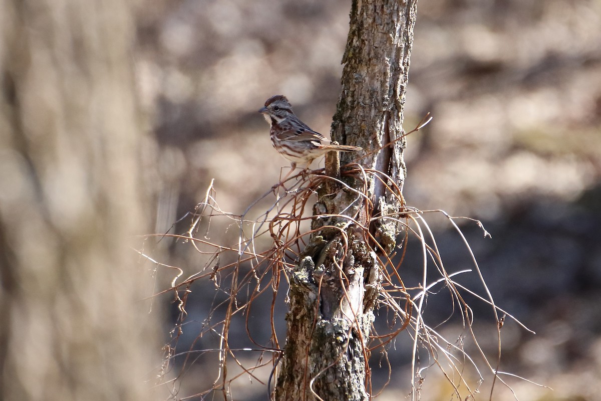 Song Sparrow (melodia/atlantica) - Daniel  Bellich