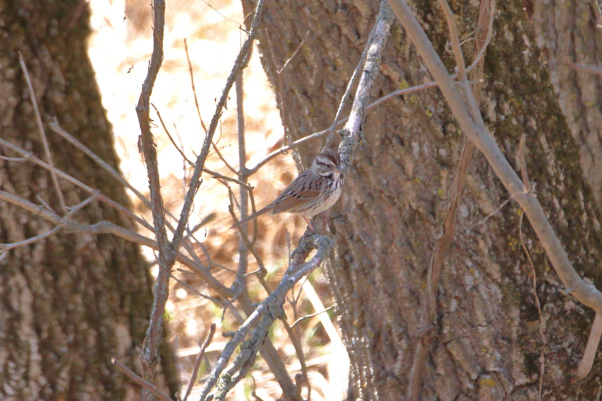 Song Sparrow (melodia/atlantica) - Daniel  Bellich