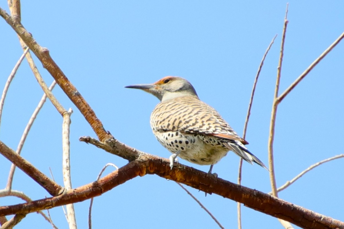 Northern Flicker - Drew Hatcher