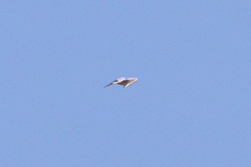 Bonaparte's Gull - Daniel  Bellich