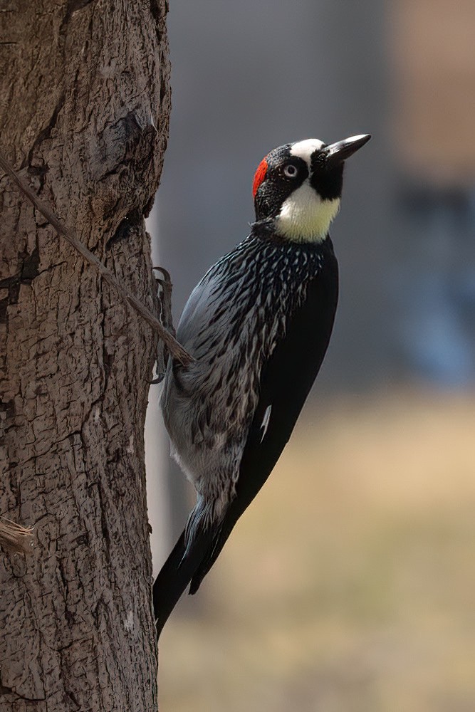 Acorn Woodpecker - ML616575055