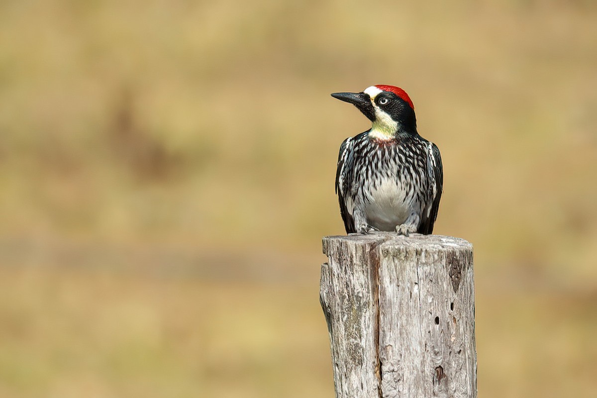 Acorn Woodpecker - ML616575056