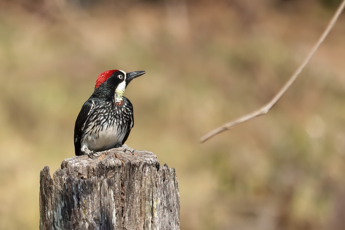 Acorn Woodpecker - ML616575057