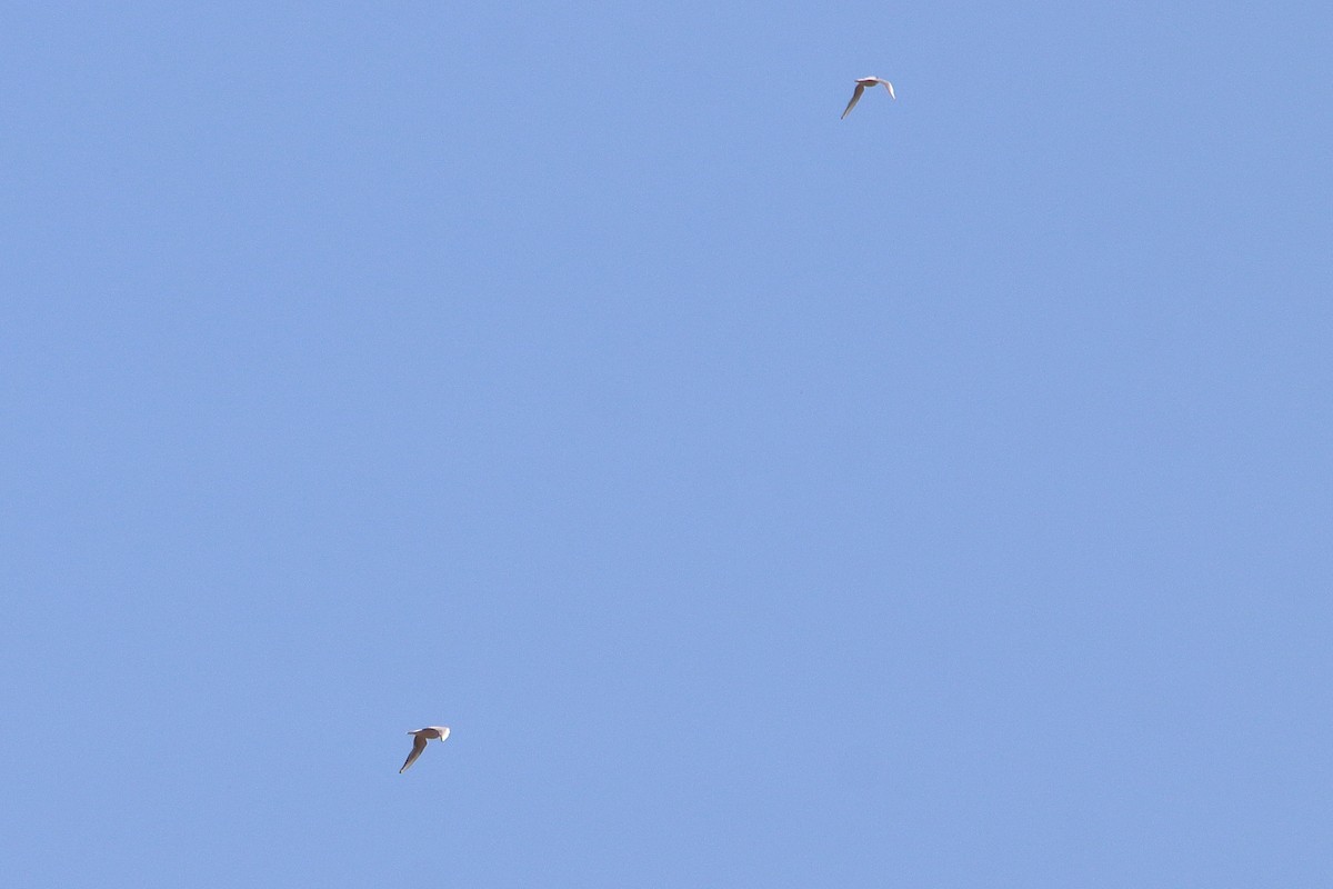 Bonaparte's Gull - ML616575058