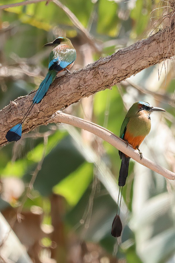 Turquoise-browed Motmot - ML616575062