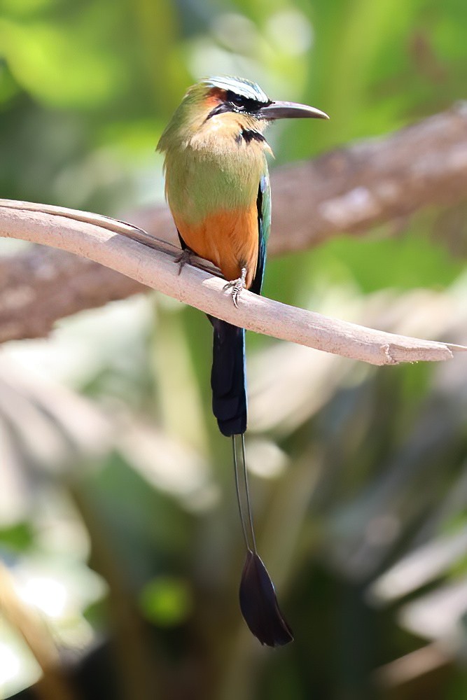 Turquoise-browed Motmot - ML616575065