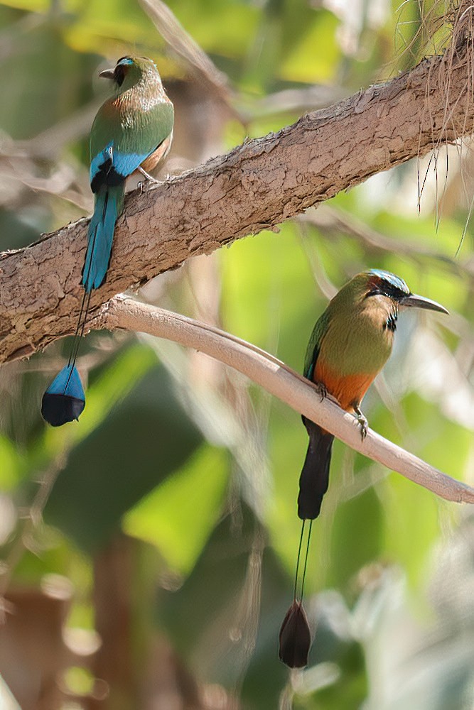 Turquoise-browed Motmot - ML616575066