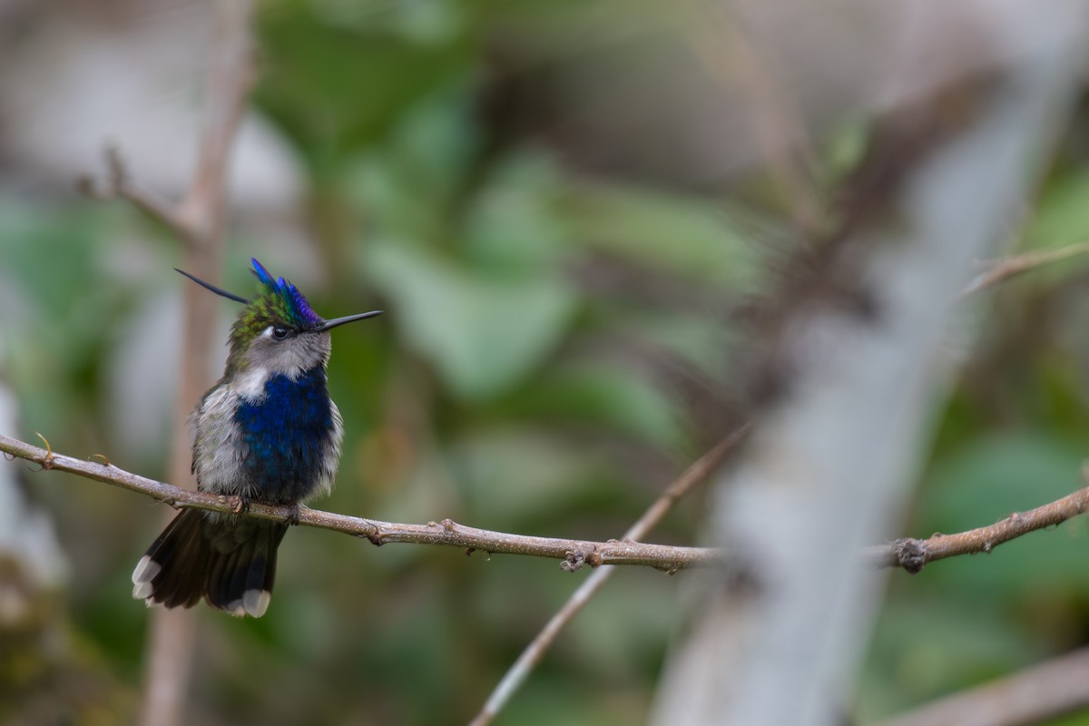 Colibri à huppe bleue - ML616575076