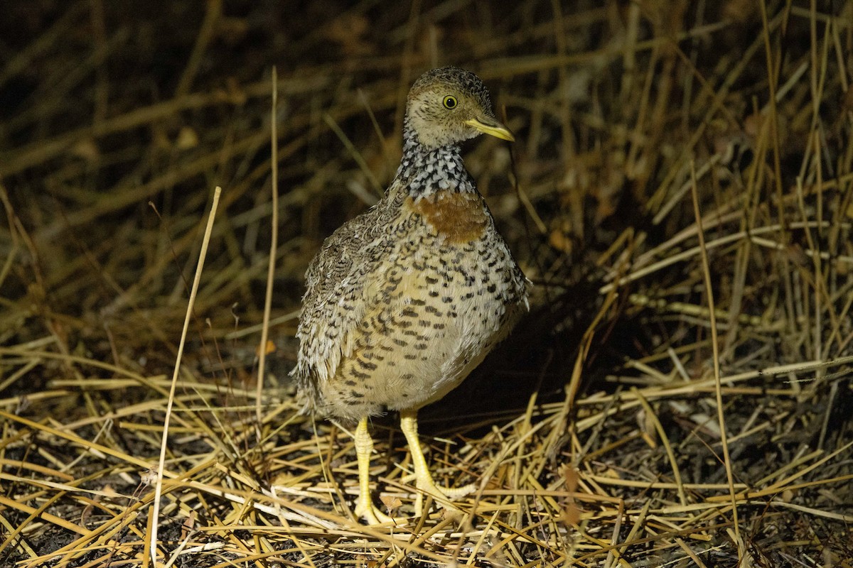 Plains-wanderer - ML616575083