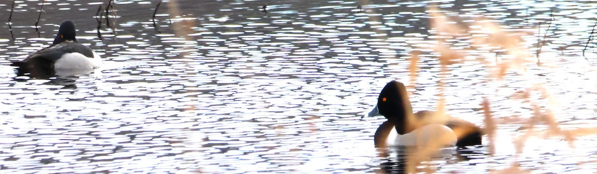 Ring-necked Duck - ML616575147