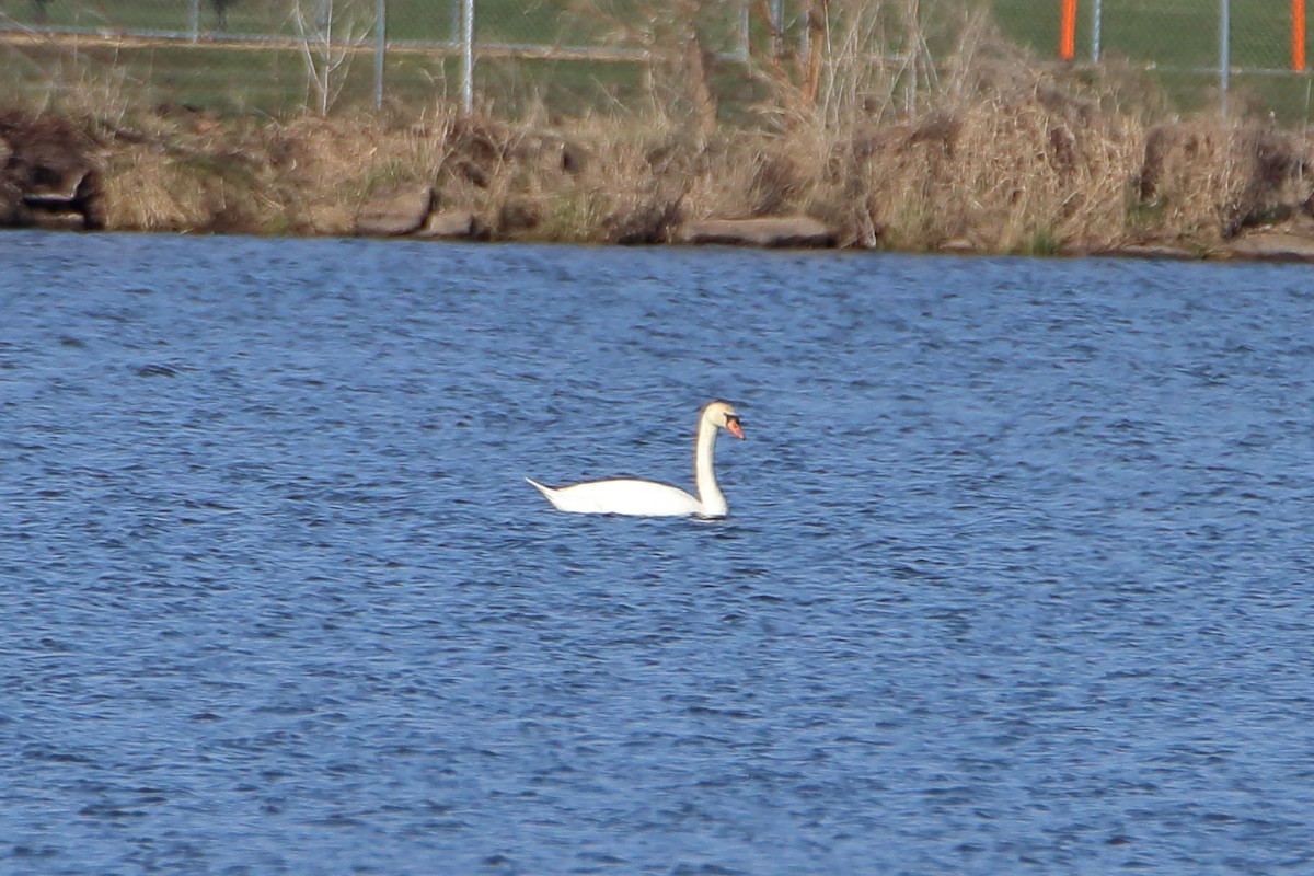 Cygne tuberculé - ML616575157