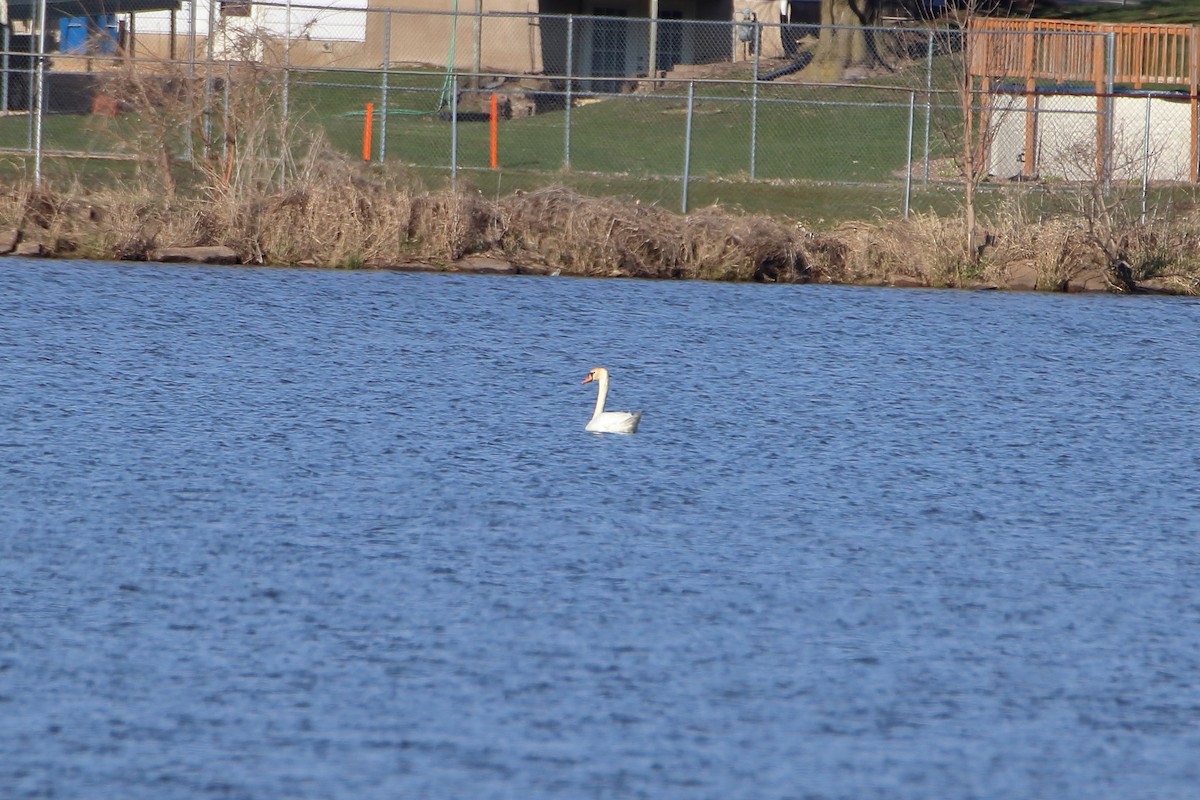 Cygne tuberculé - ML616575160