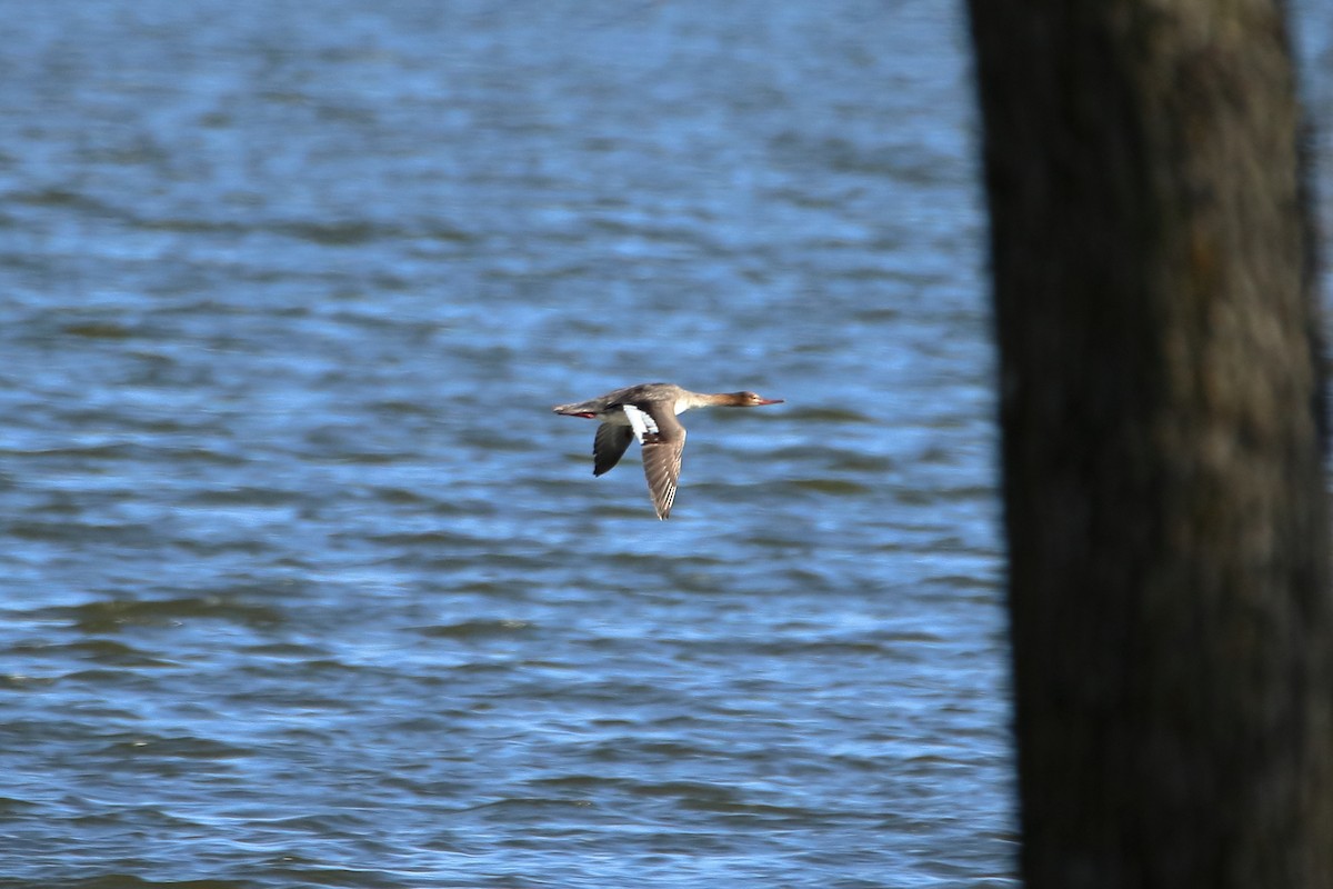 Red-breasted Merganser - ML616575162