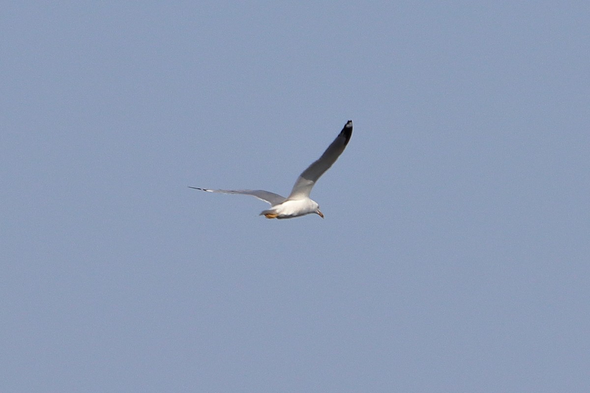 Ring-billed Gull - ML616575170