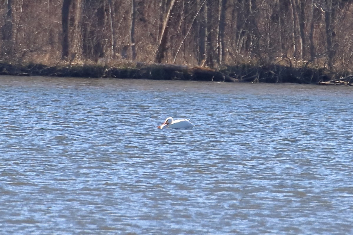 American White Pelican - ML616575173