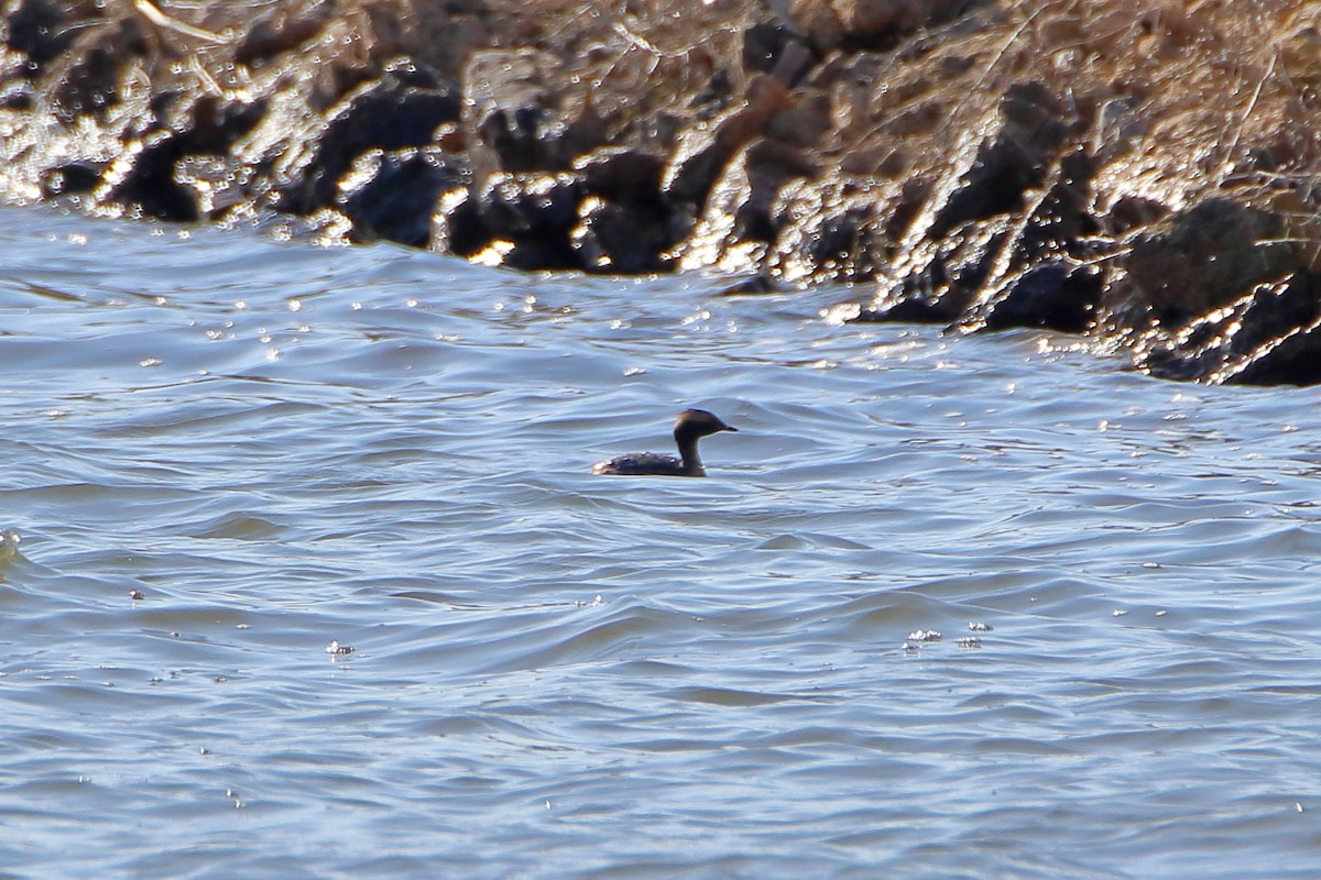 Horned Grebe - ML616575175