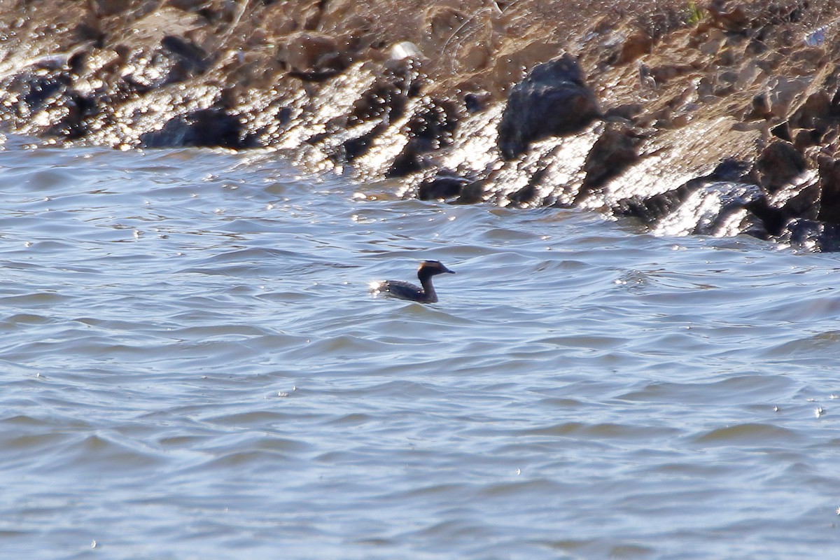 Horned Grebe - Daniel  Bellich