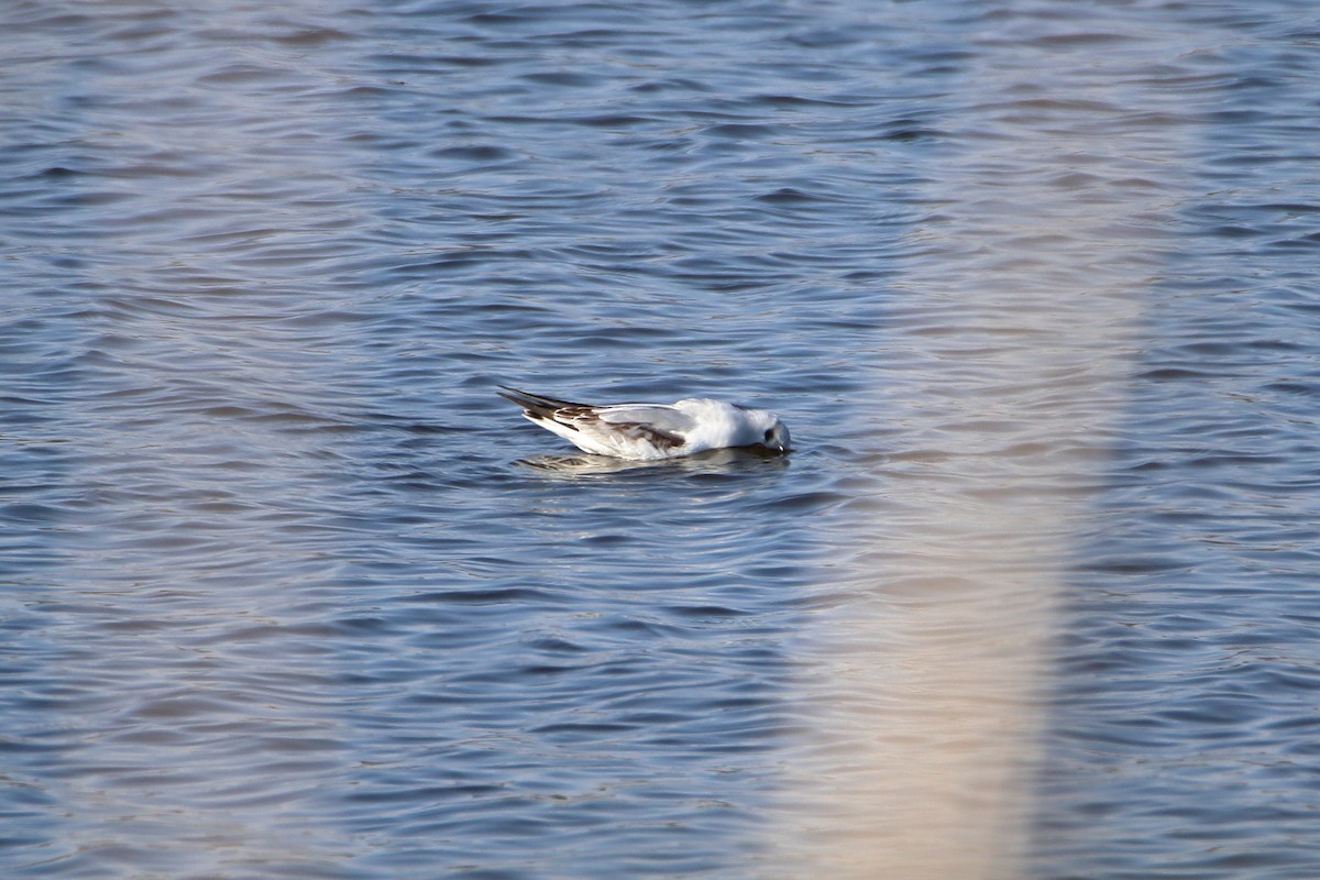 Bonaparte's Gull - Daniel  Bellich