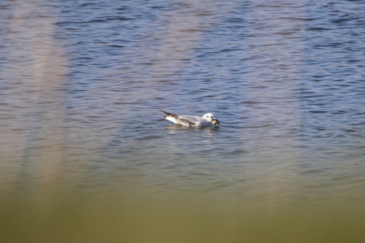 Mouette de Bonaparte - ML616575215