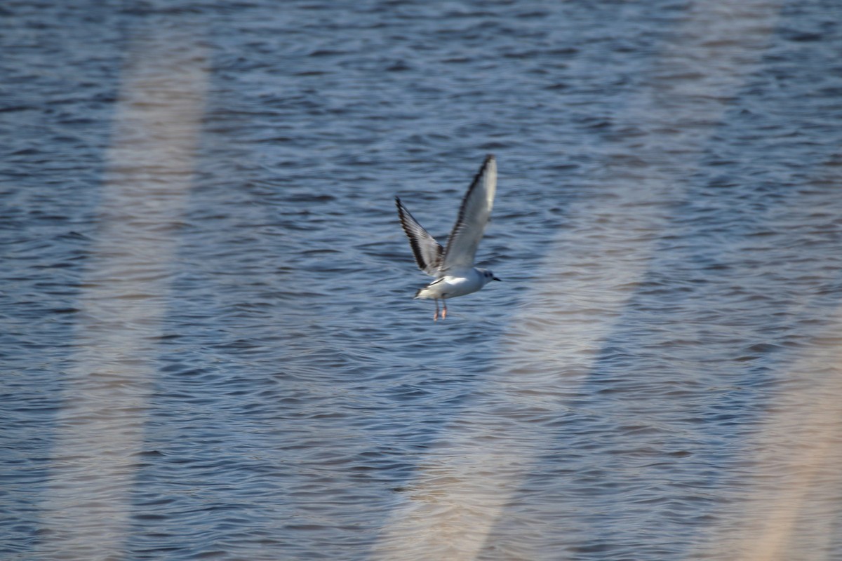 Mouette de Bonaparte - ML616575223