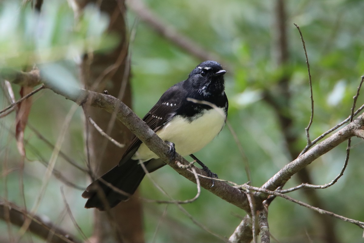 Willie-wagtail - ML616575225