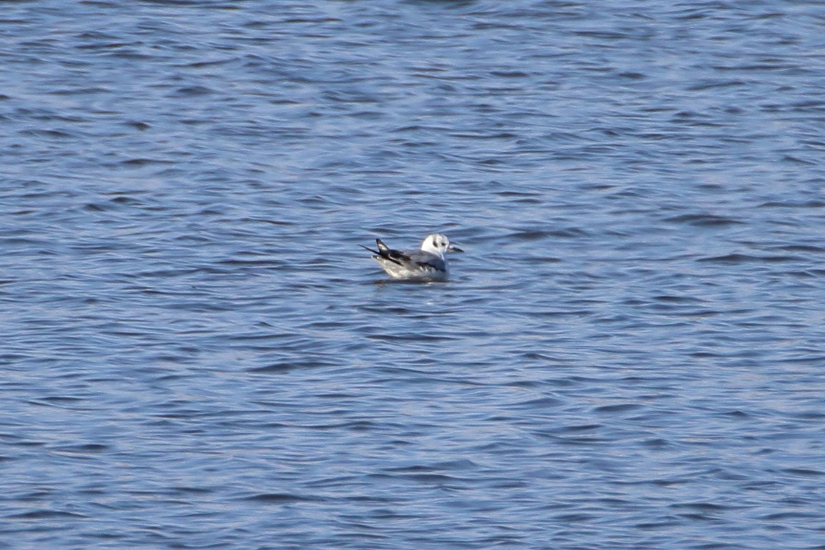 Bonaparte's Gull - Daniel  Bellich