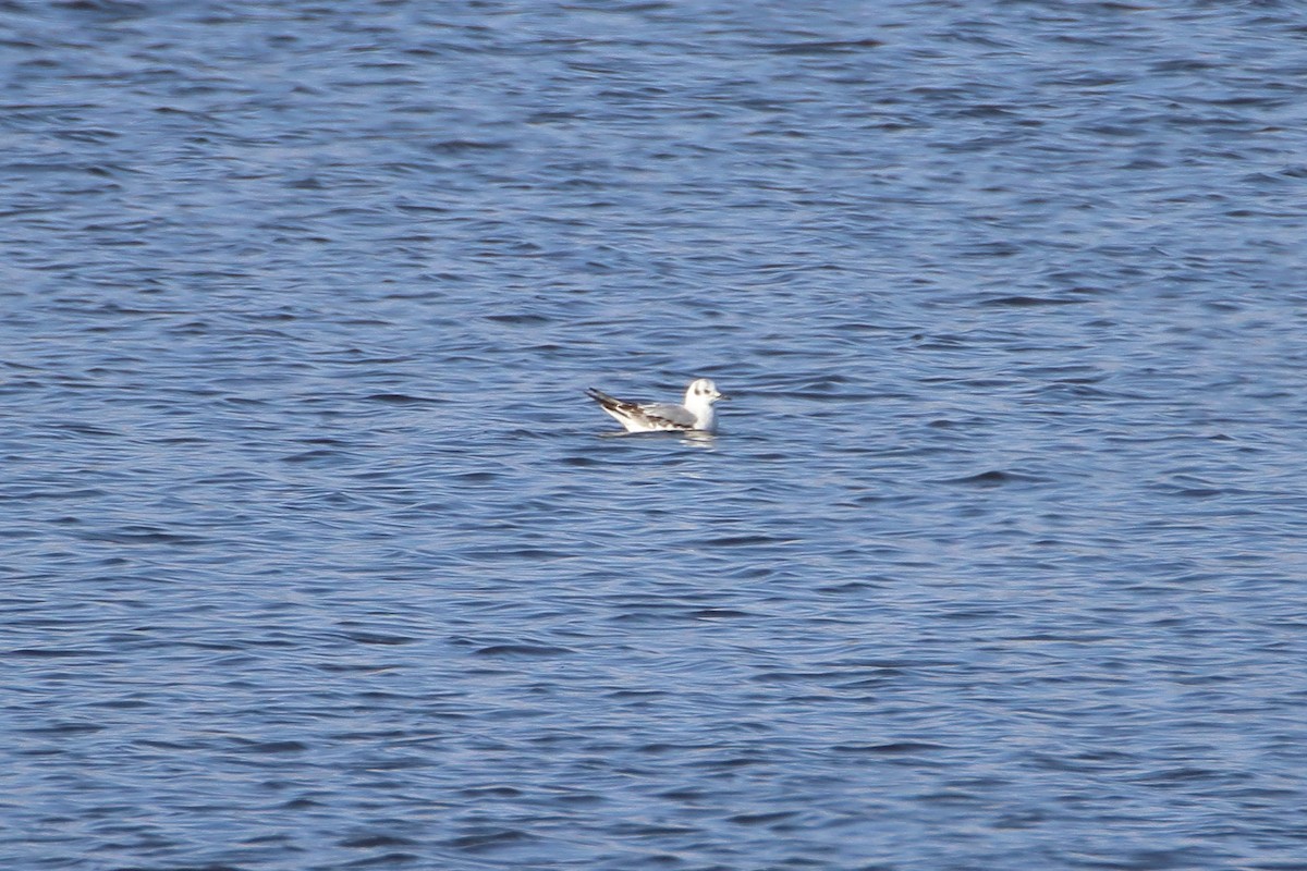 Bonaparte's Gull - Daniel  Bellich