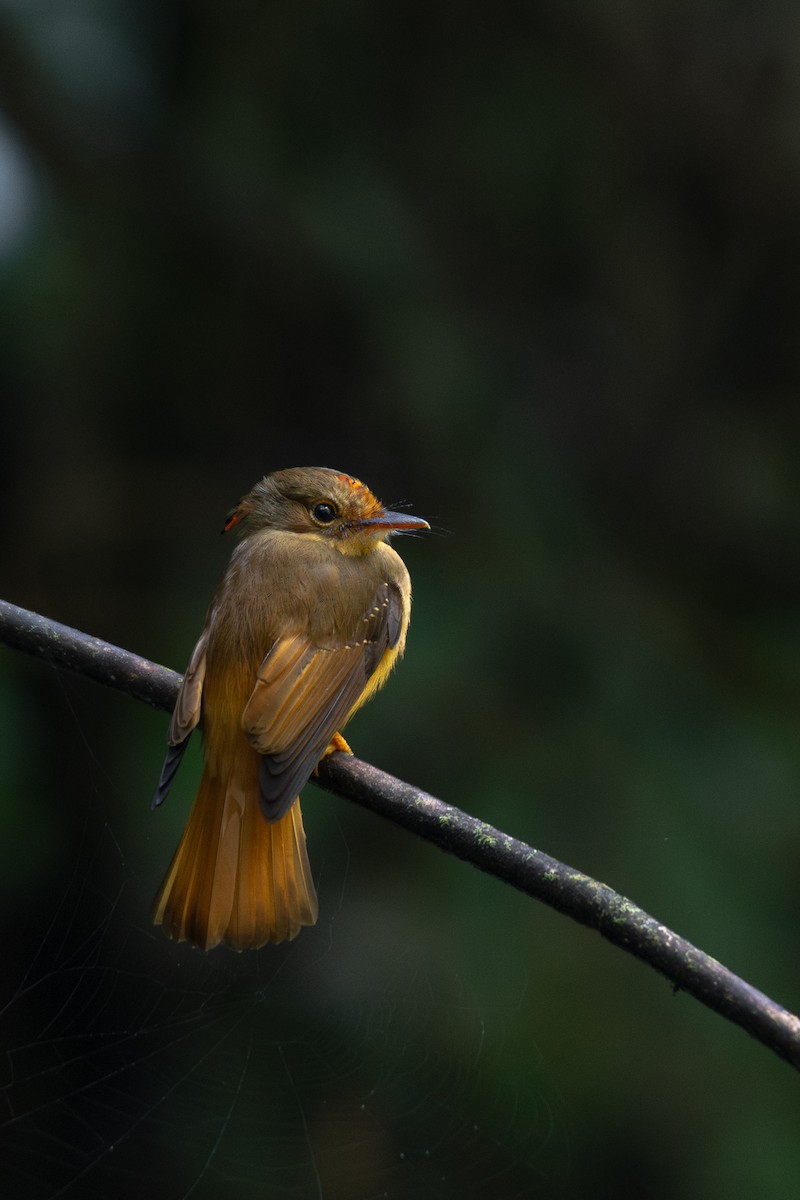 Atlantic Royal Flycatcher - ML616575231