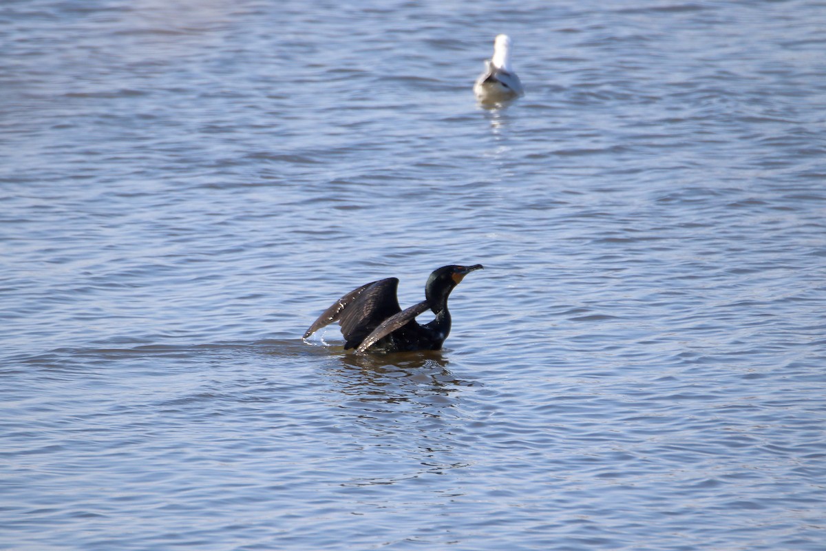 Double-crested Cormorant - Daniel  Bellich