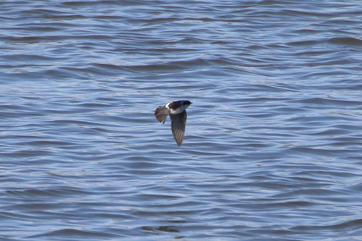 Tree Swallow - Daniel  Bellich