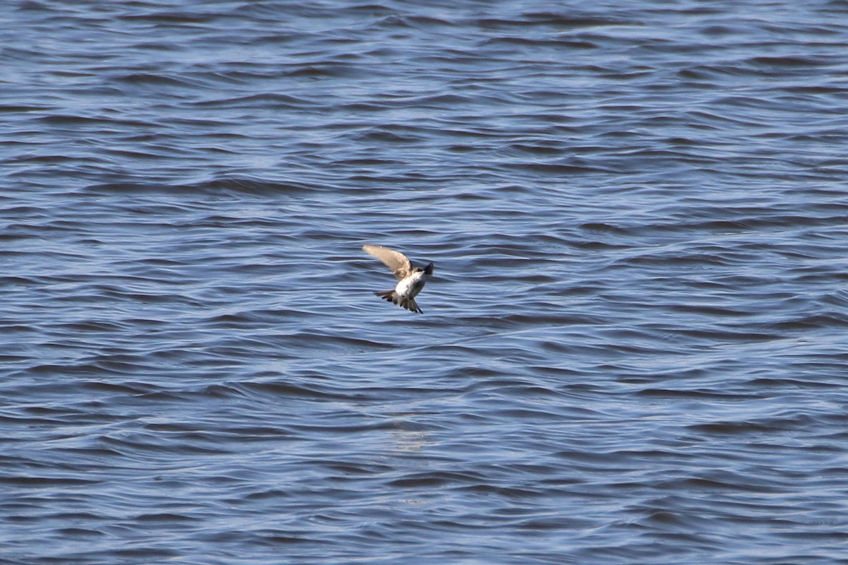 Golondrina Bicolor - ML616575244