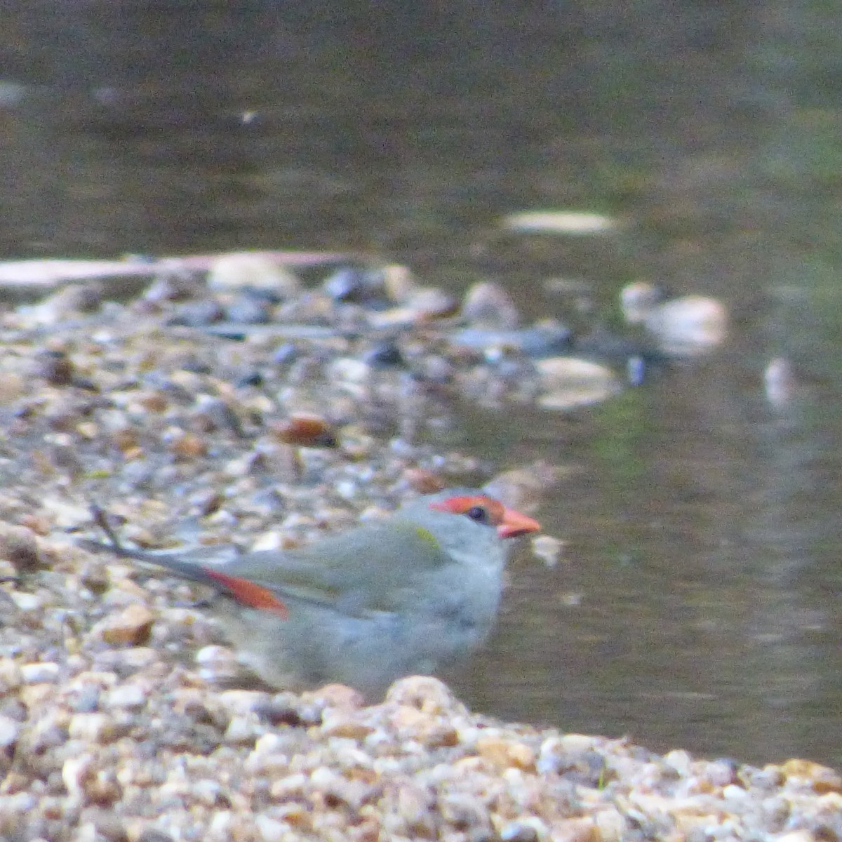 Red-browed Firetail - ML616575245