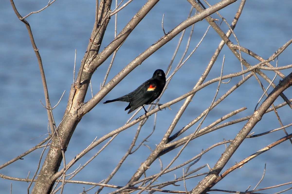 Red-winged Blackbird - ML616575256