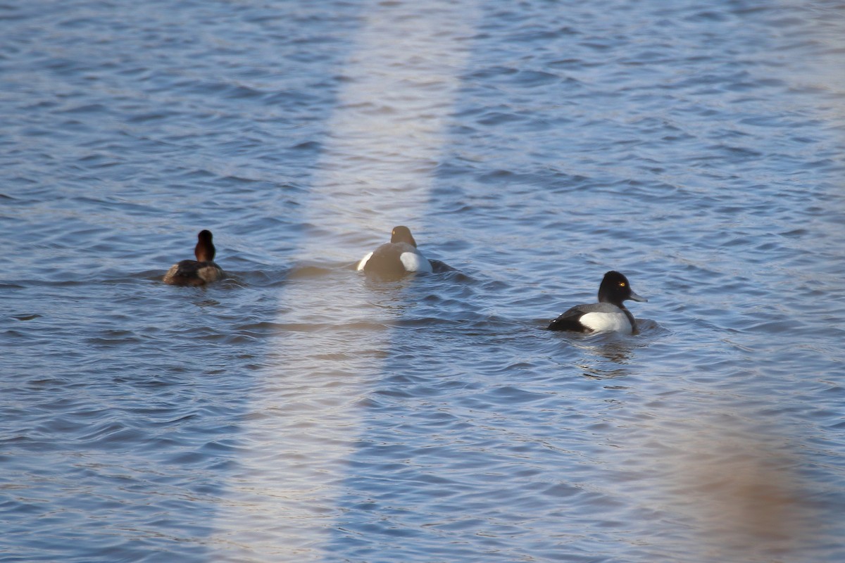 Lesser Scaup - ML616575260