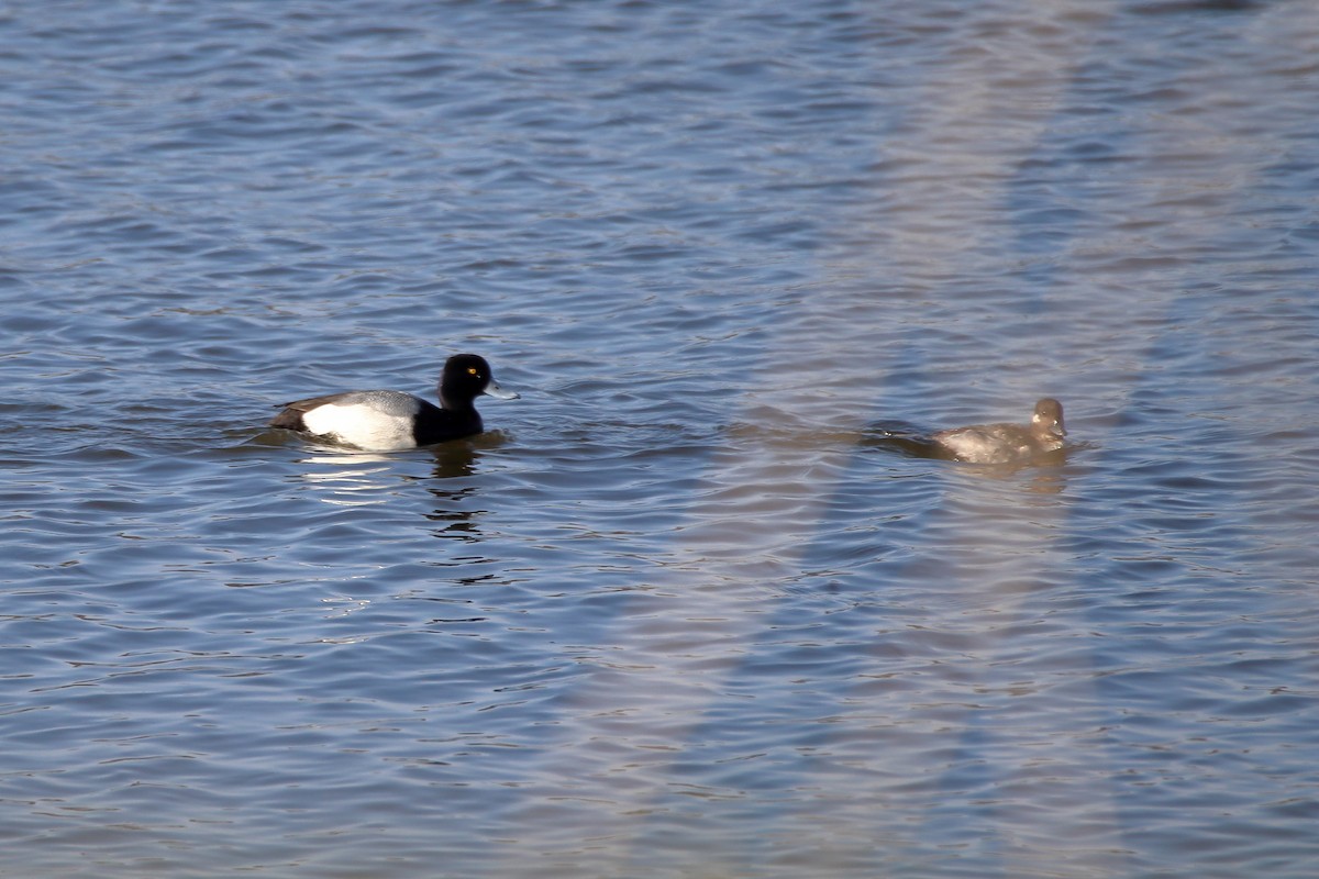 Lesser Scaup - ML616575263