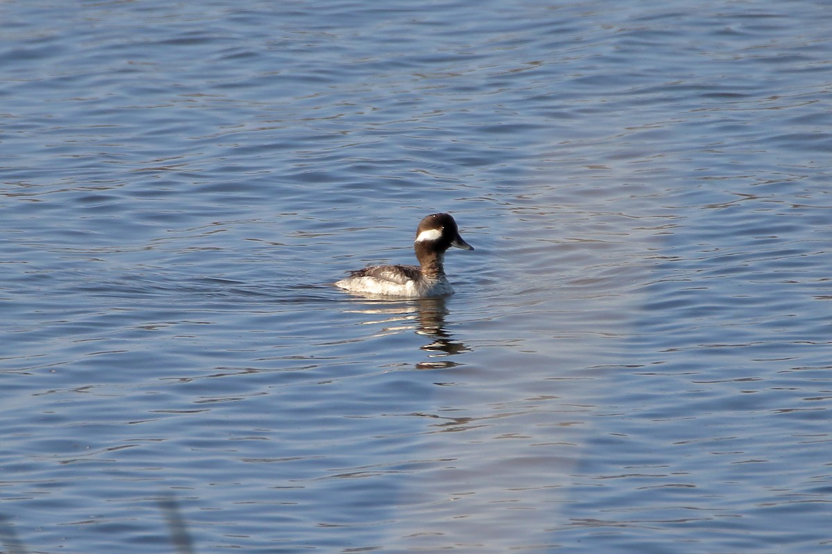 Bufflehead - ML616575265