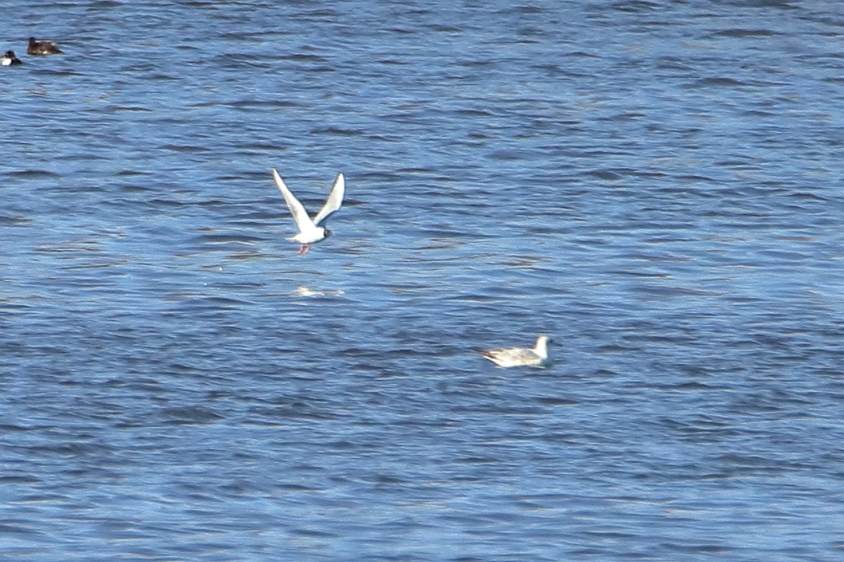 Mouette de Bonaparte - ML616575275