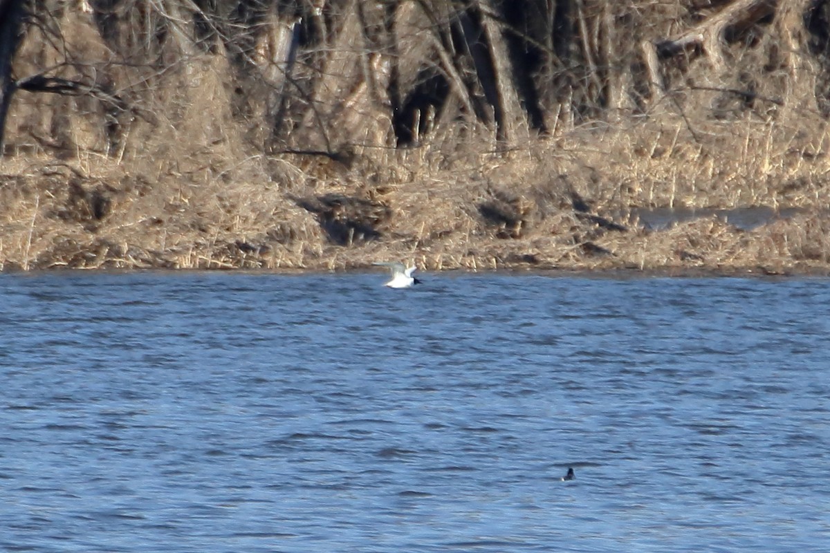 Mouette de Bonaparte - ML616575277