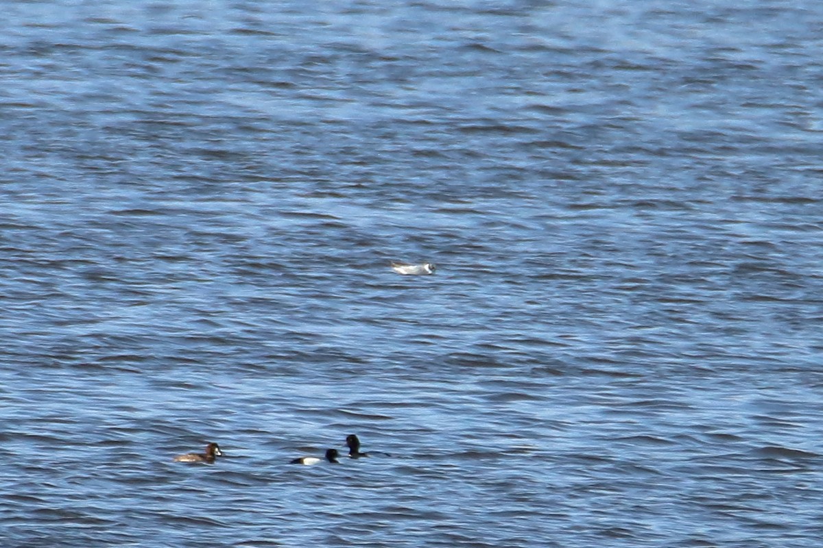 Mouette de Bonaparte - ML616575285