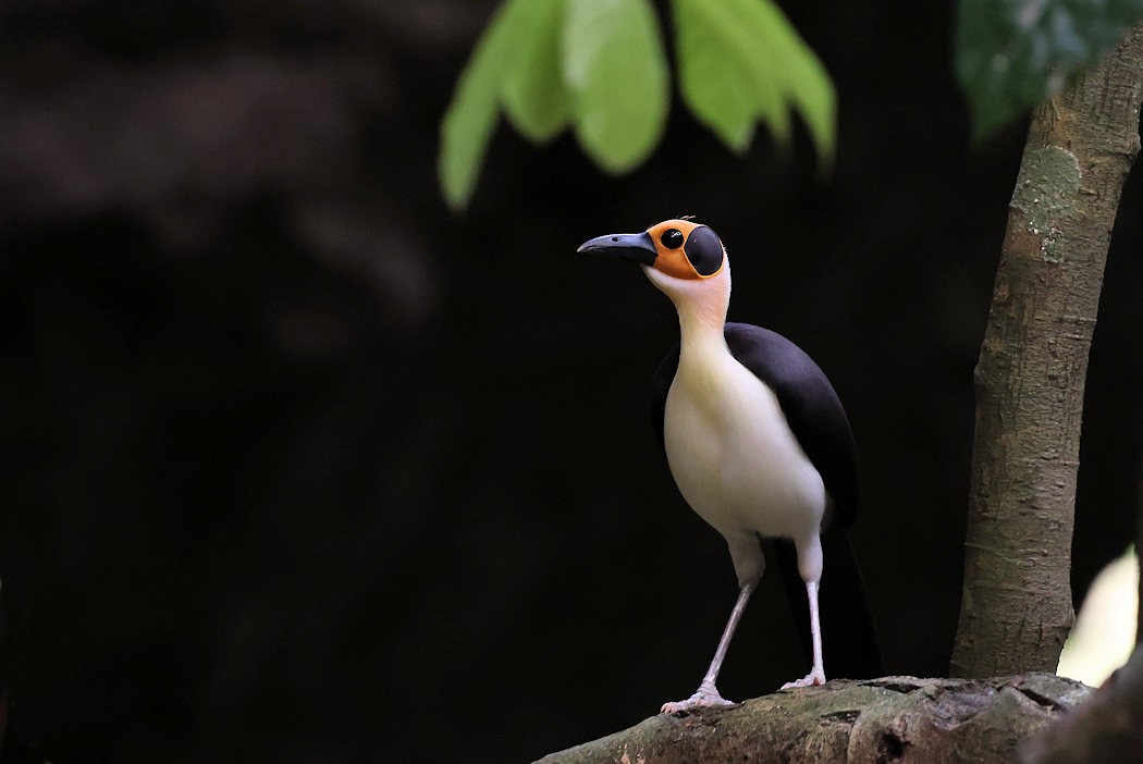 White-necked Rockfowl - ML616575327